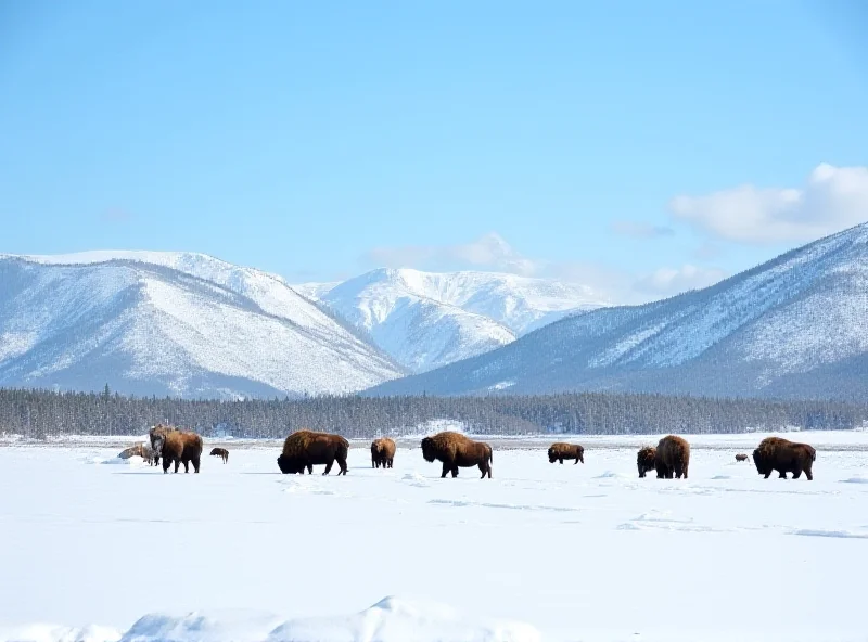 Bison grazing in Yellowstone National Park